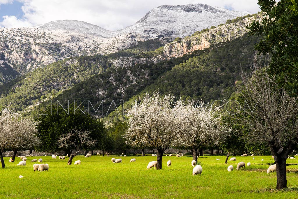 puig-massanella-mejores-rutas-senderismo-mallorca